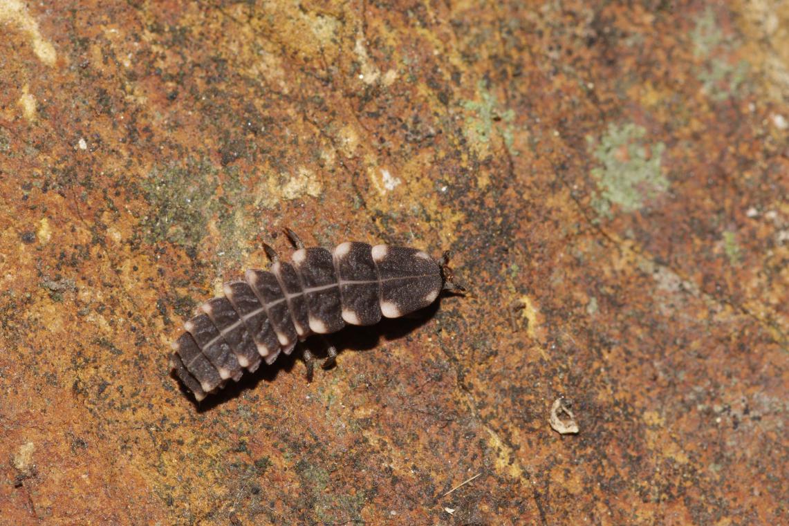 larva di Lampyris sp., Lampyridae